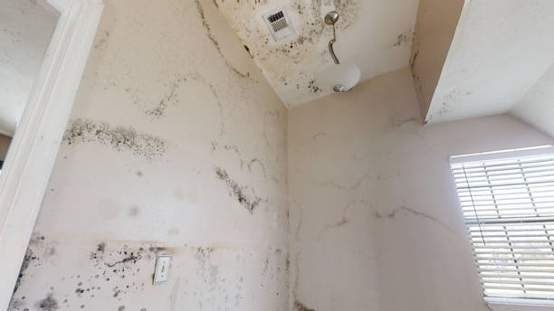 Best Residential Mold Inspection & Testing  in Saranap, CA